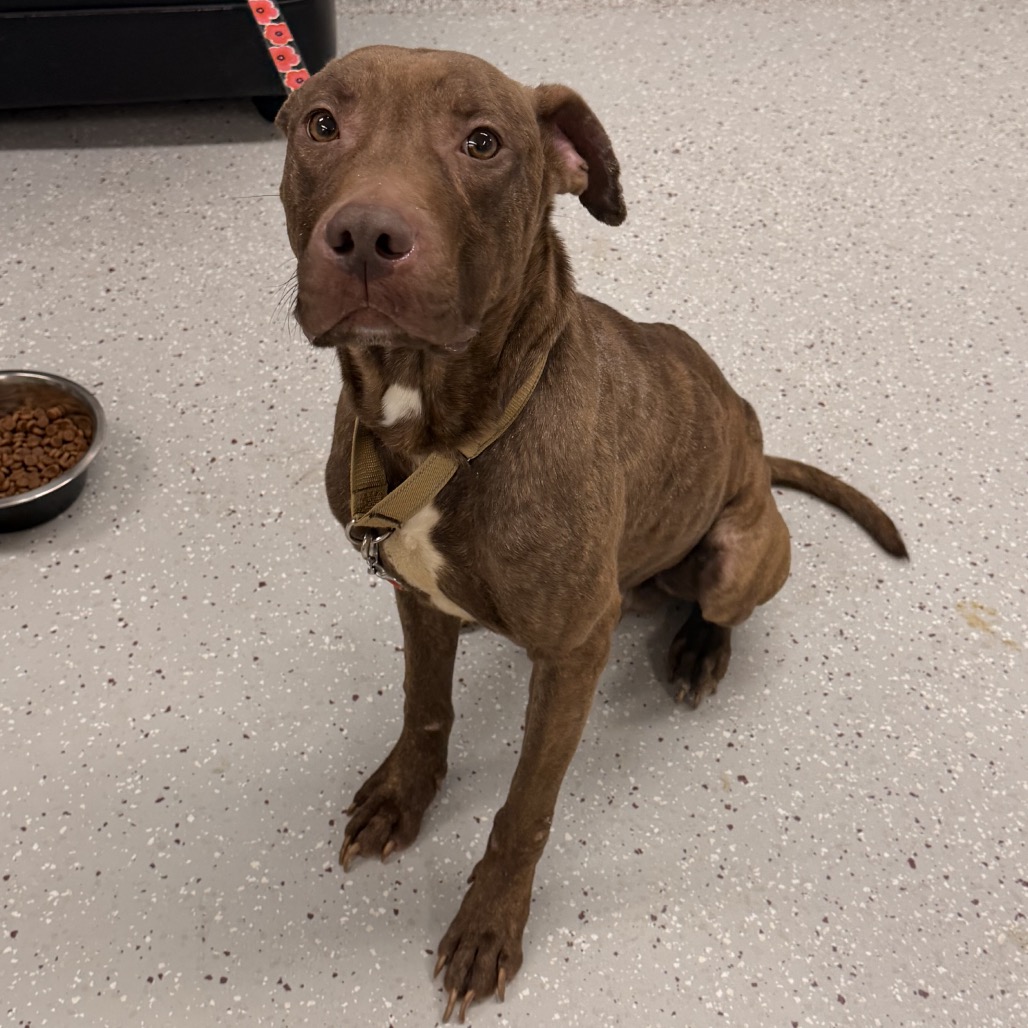 Leonidas — thumbnail 2