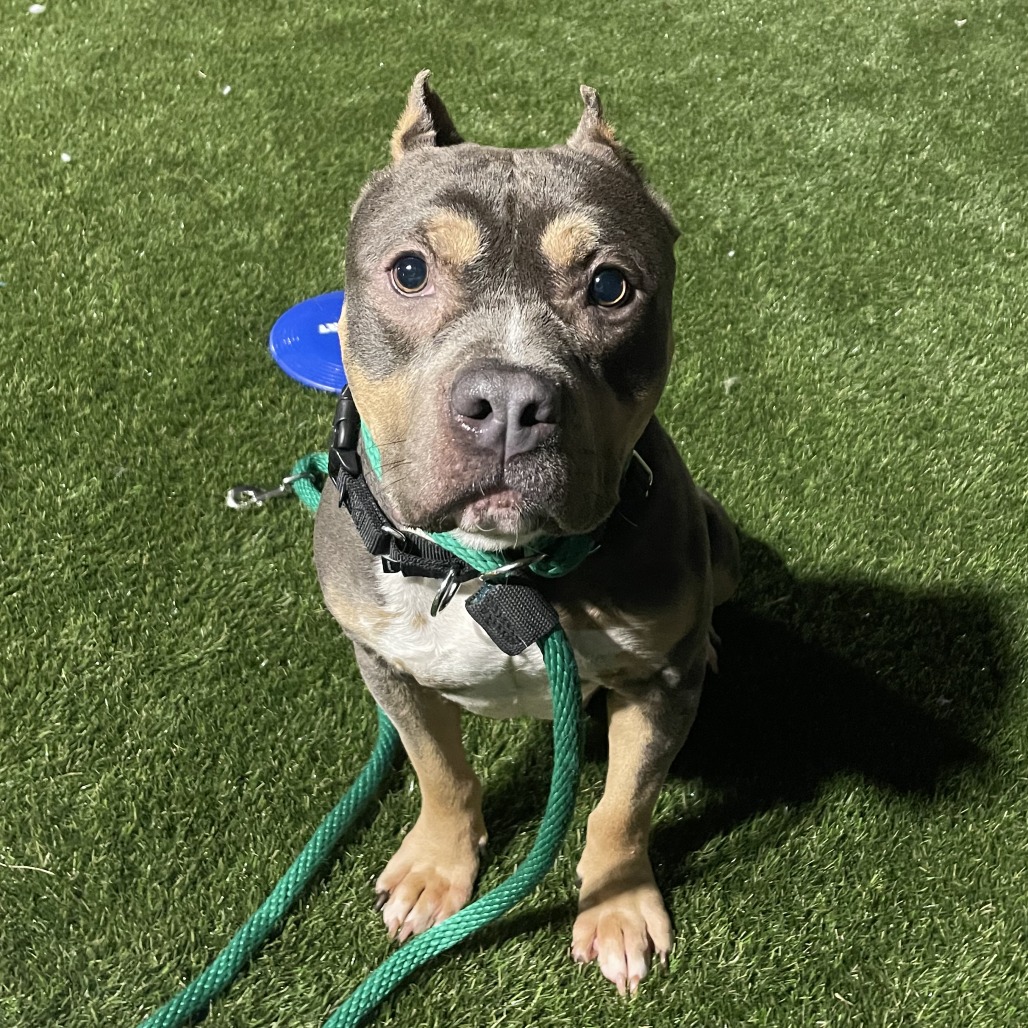 Saquon — thumbnail 5