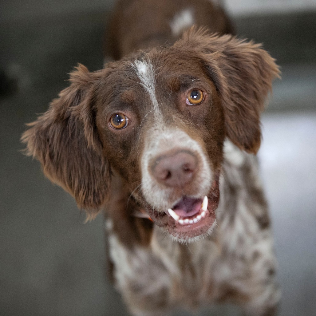 MACK (S26-04) - Setter / English available for adoption