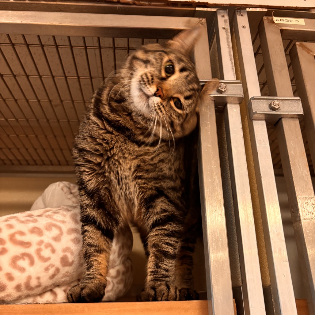 Noodle: Female 96 Domestic Shorthair