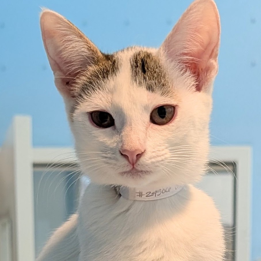 Cannoli  the Cat