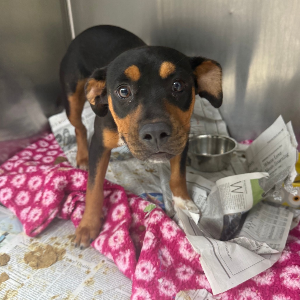 VANN - Mixed Breed (Medium) / Mix available for adoption