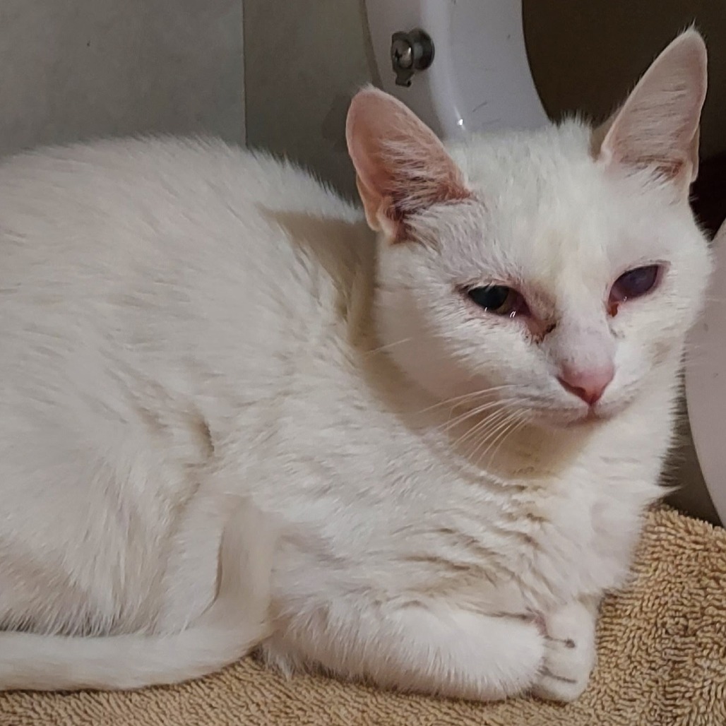 SNICKERS - Domestic Shorthair available for adoption