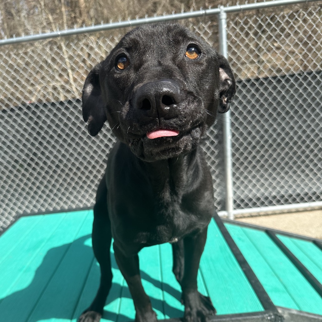 Shmooter — thumbnail 4