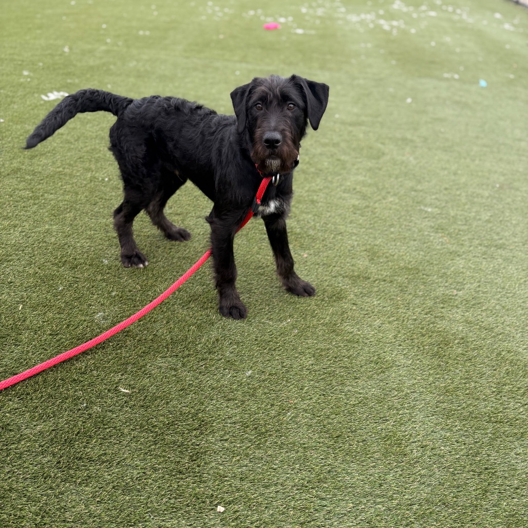 Wesker — thumbnail 3