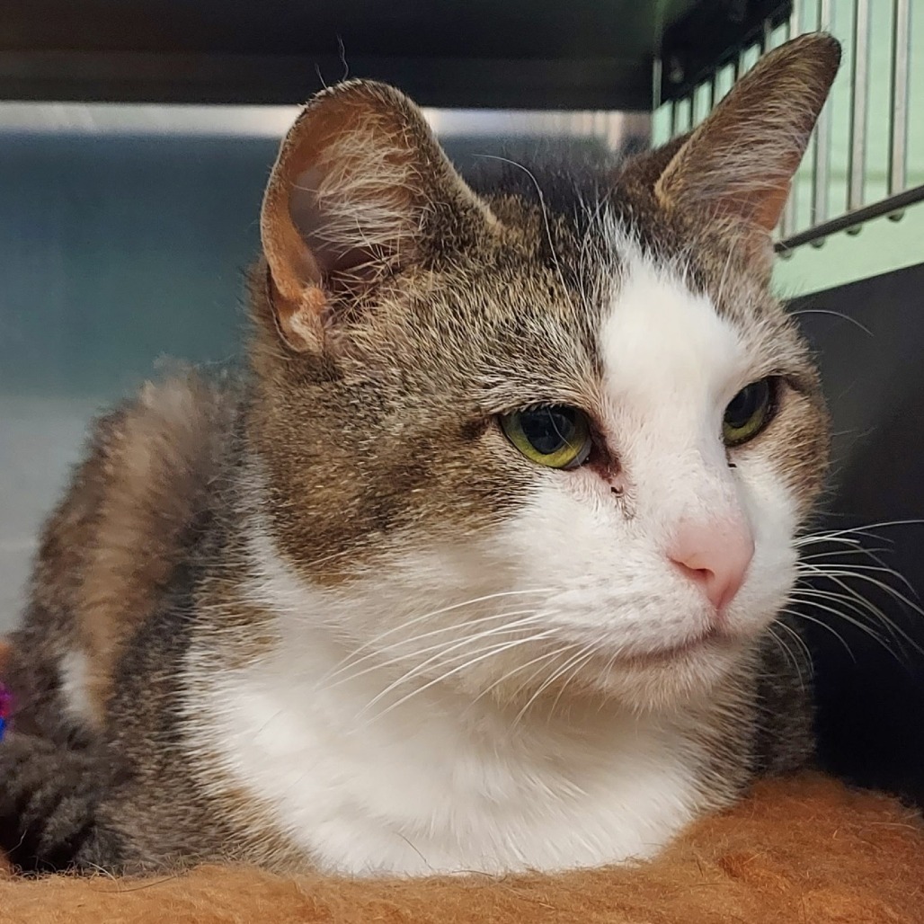 MADDY - Domestic Shorthair available for adoption