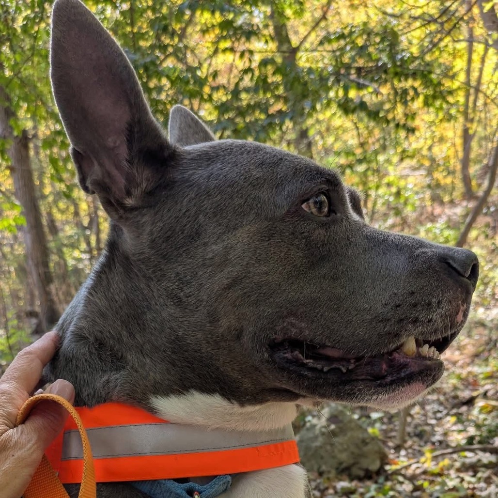 Photo of King Beetle 24