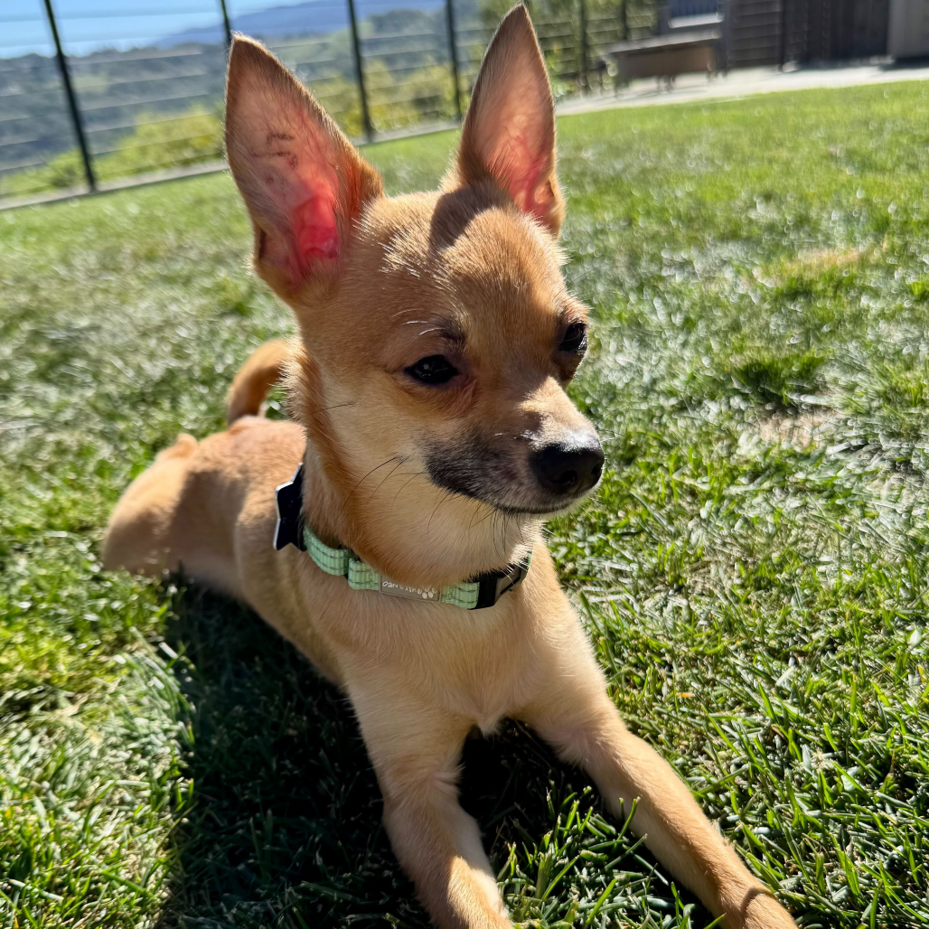 Poppy — thumbnail 4