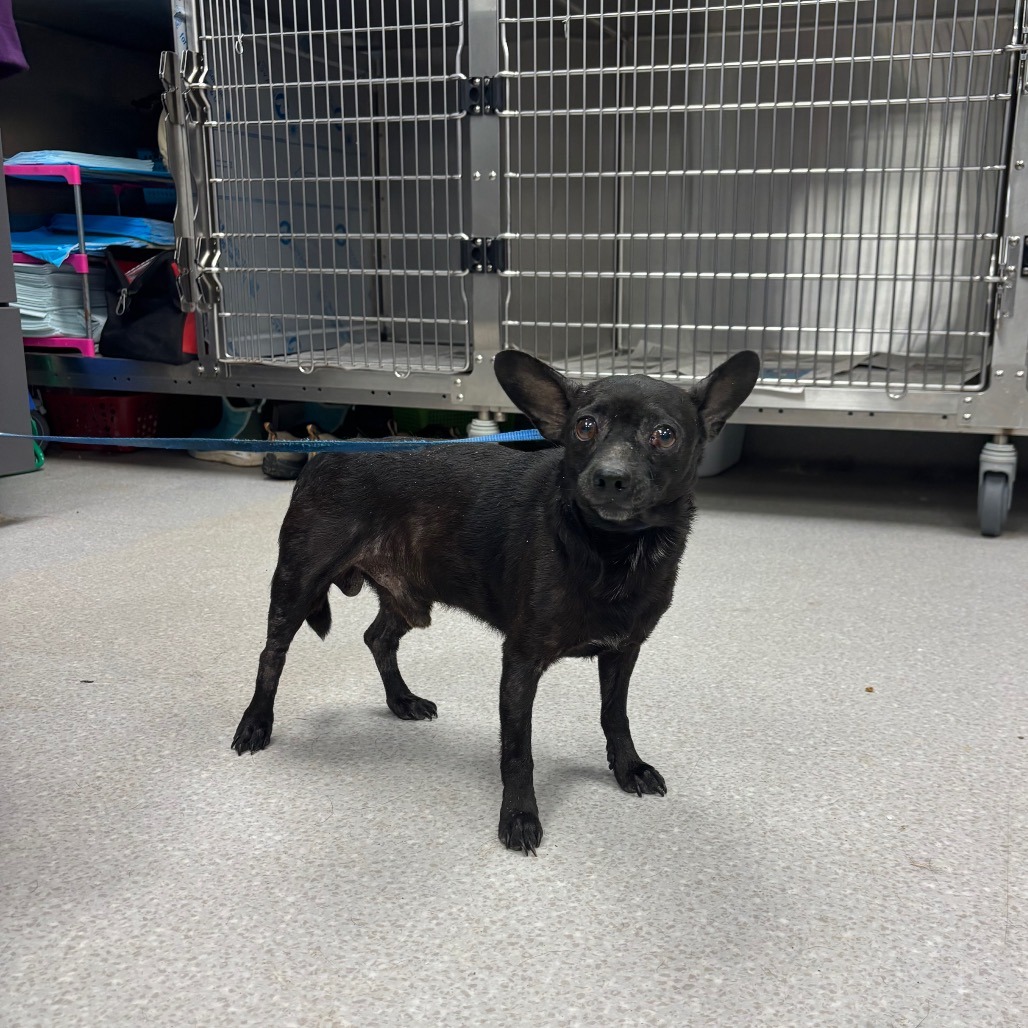 SAUCE - Chihuahua / Mix available for adoption