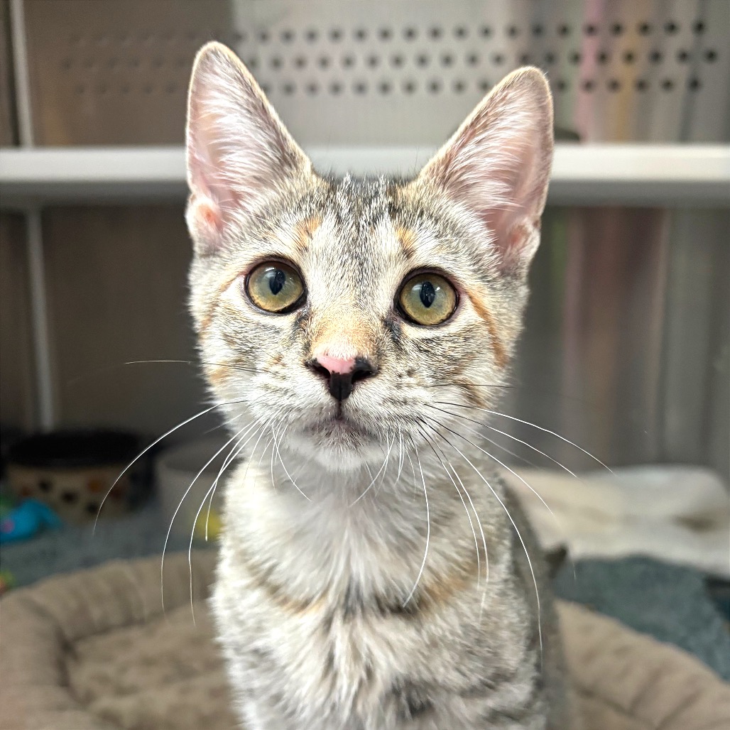 DRACULAURA - Domestic Shorthair available for adoption