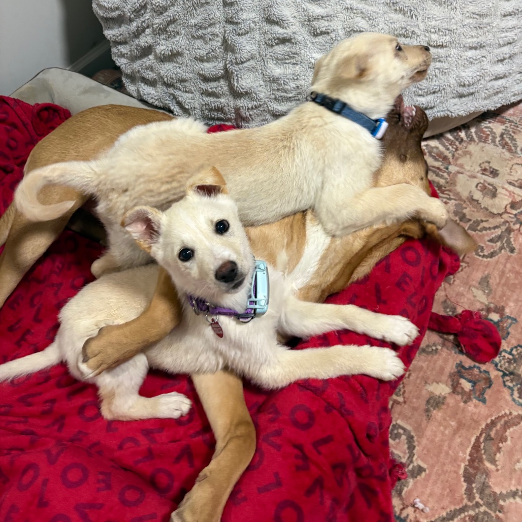 Honey Butter — thumbnail 5