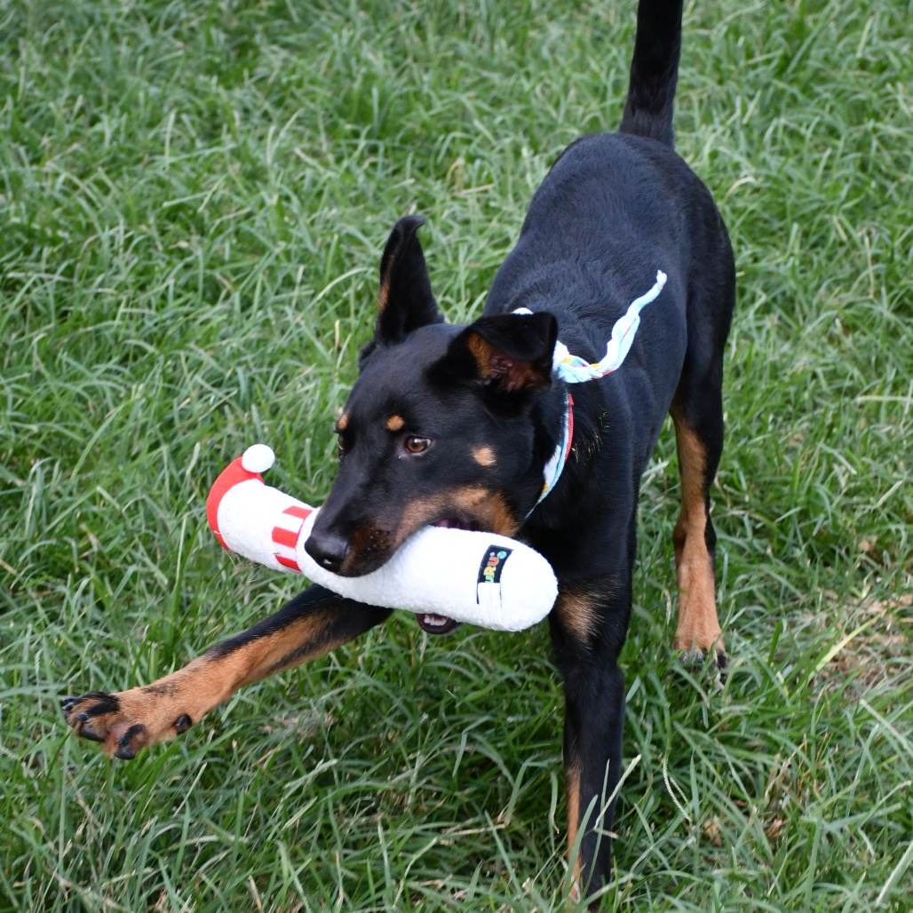 KNOX - Shepherd / Mix available for adoption