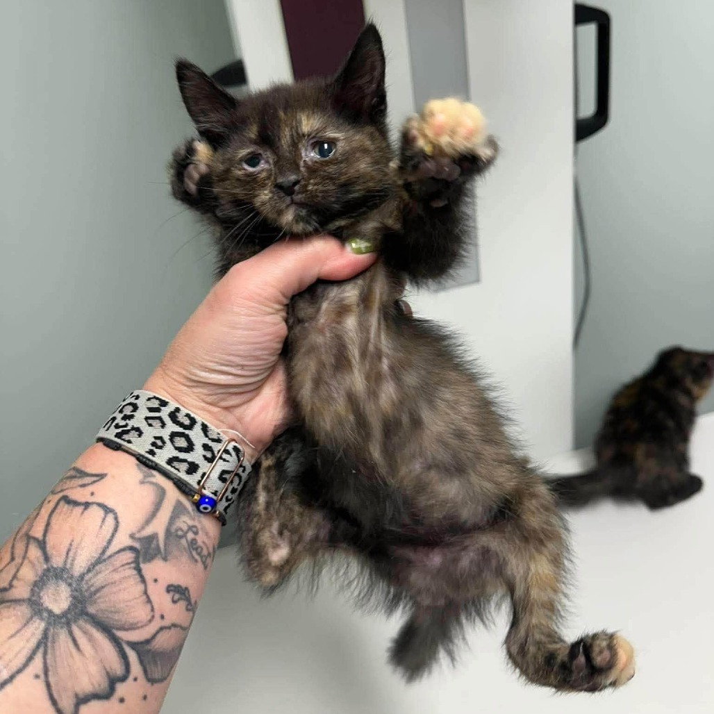 FIONA - Domestic Shorthair available for adoption