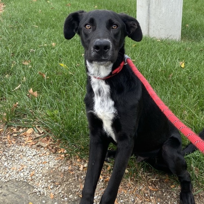 ROOSTER - Mixed Breed (Medium) available for adoption