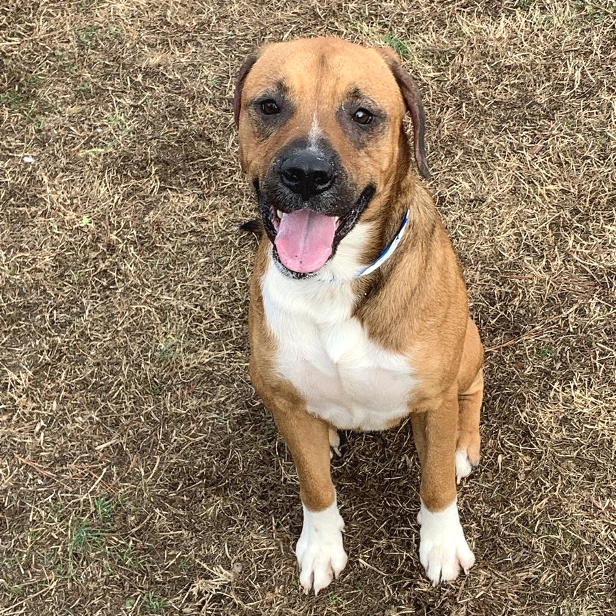 Chestnut — thumbnail 9