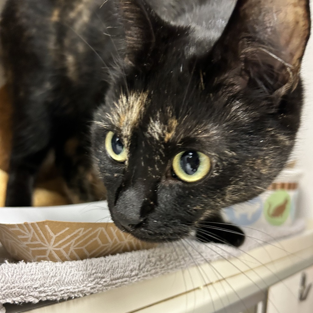 Tiger - Domestic Shorthair