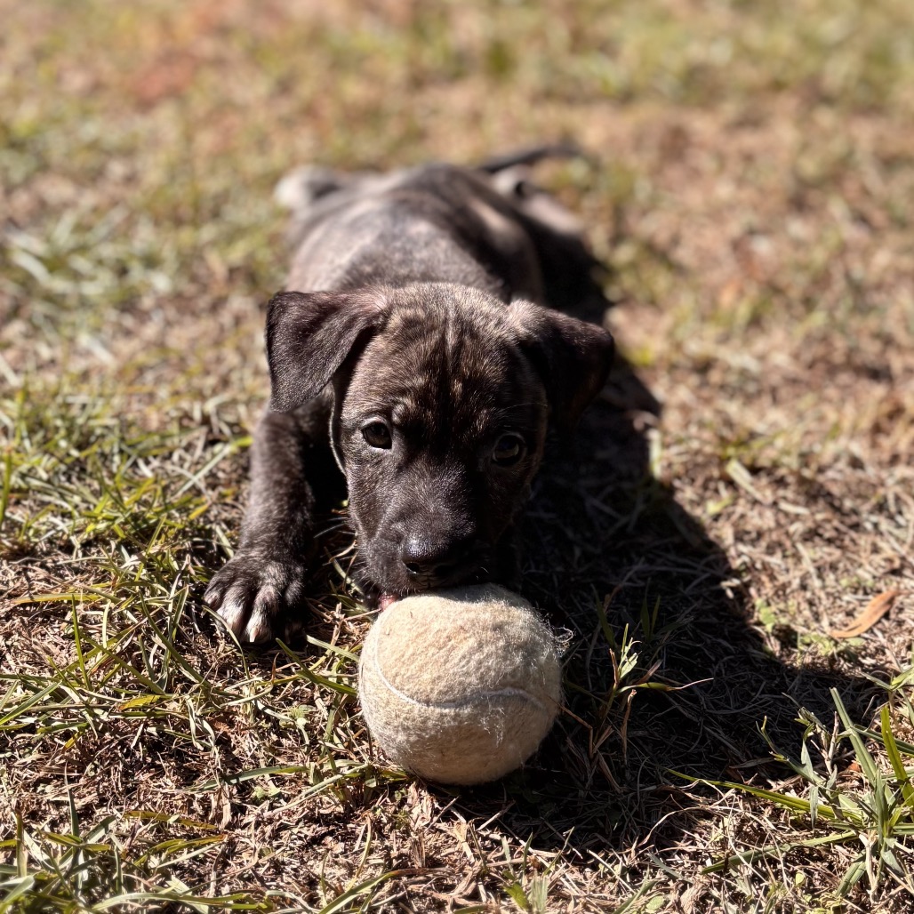 Rolo, photo 5