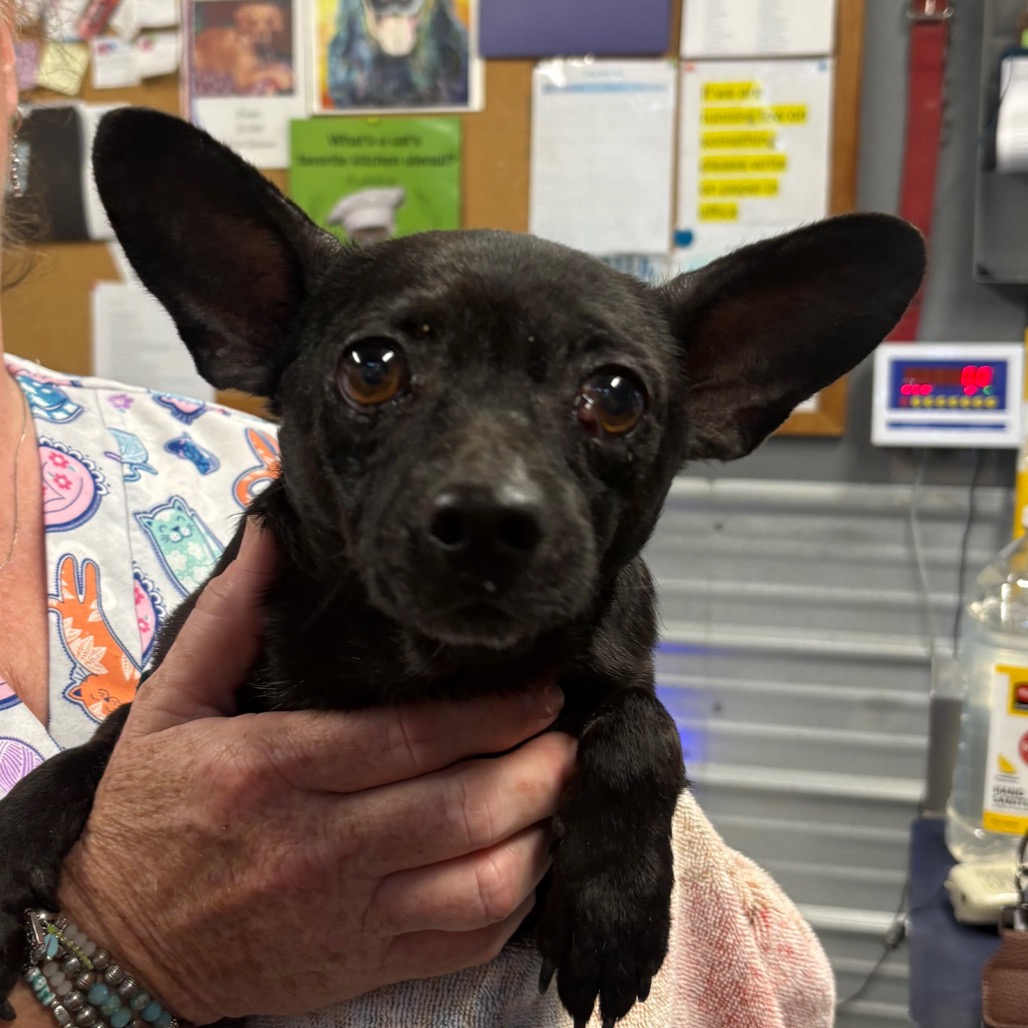SAUCE - Chihuahua / Mix available for adoption