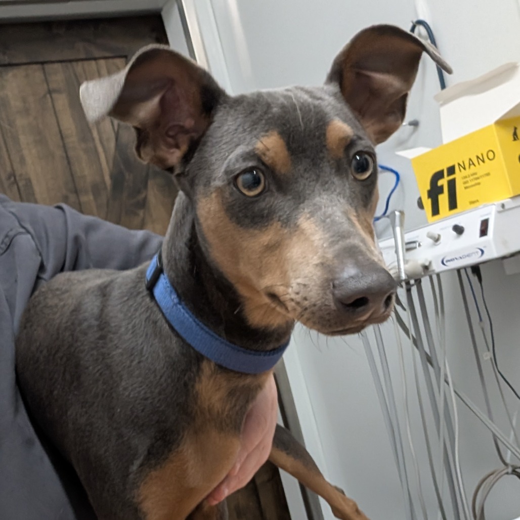 Luigi — thumbnail 2