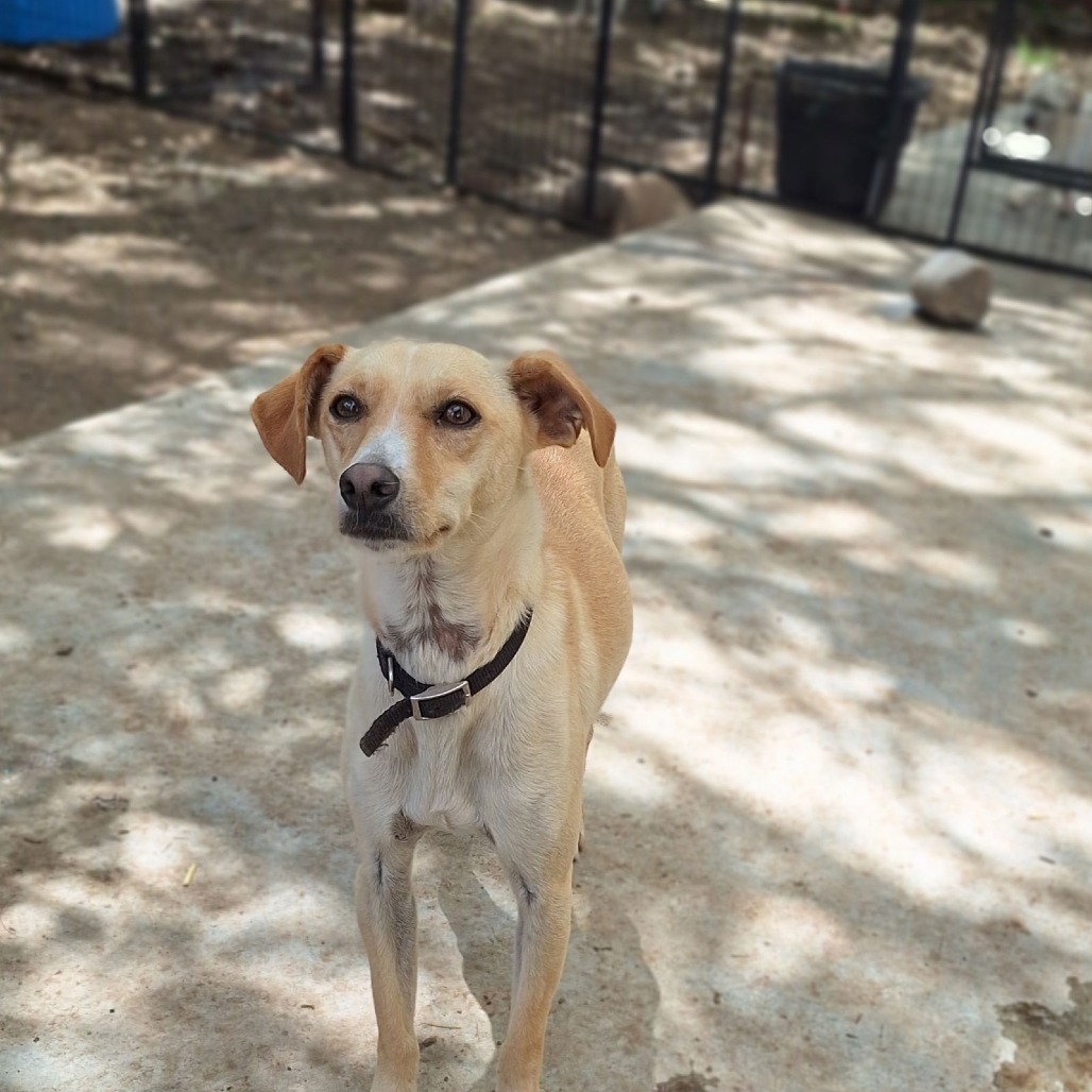 PELO — thumbnail 2