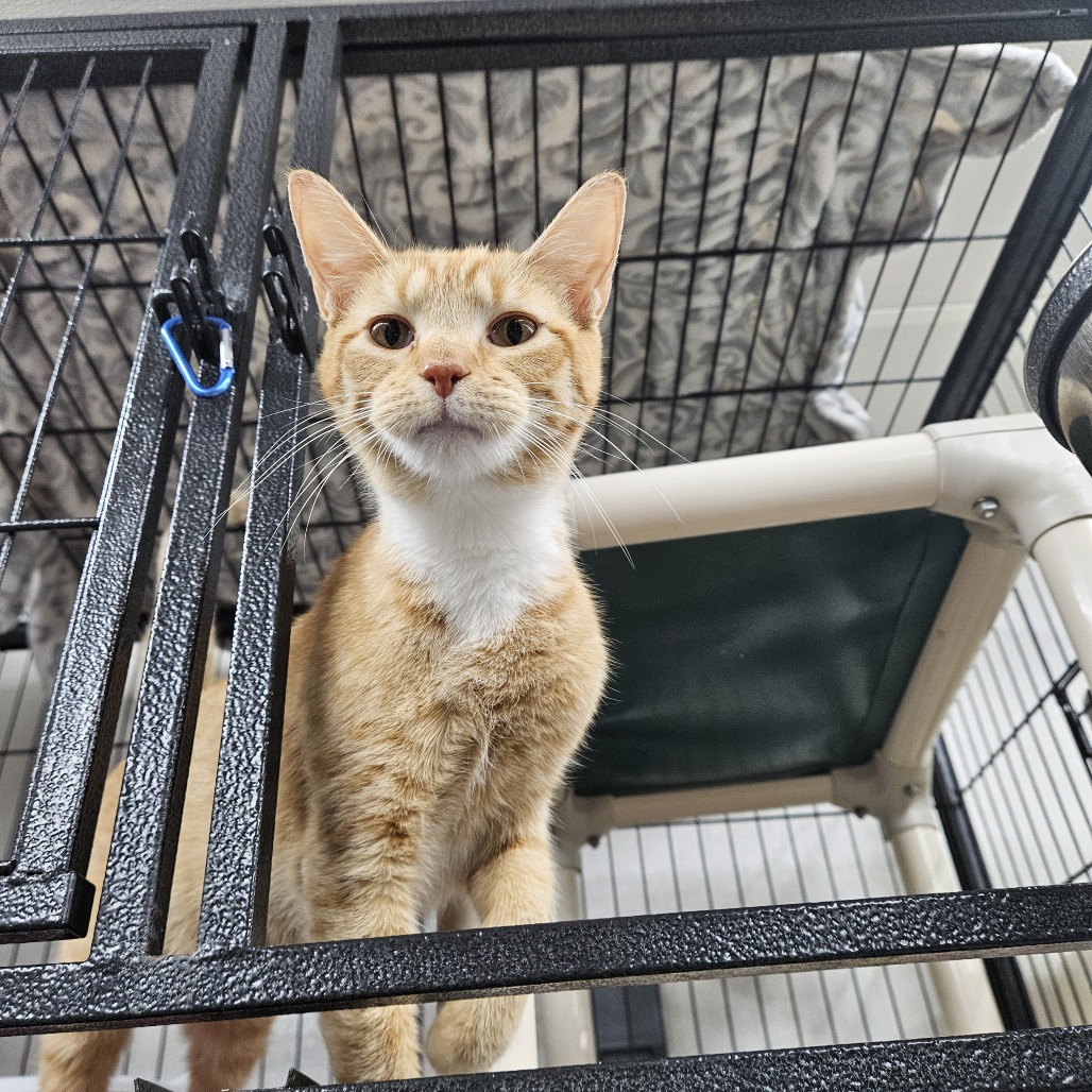 LITTLE BUG - Domestic Shorthair available for adoption