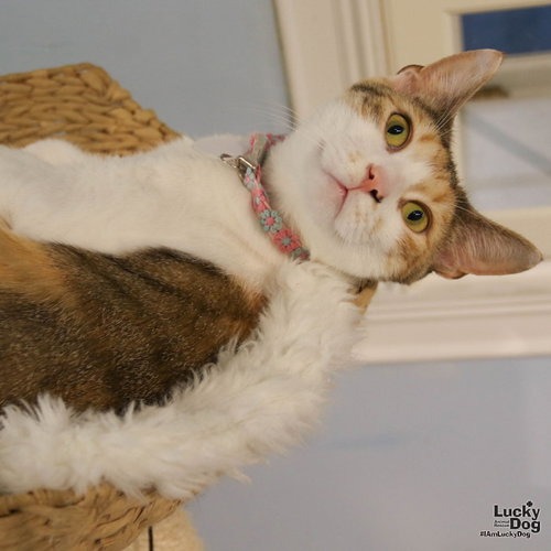 LUCI - Domestic Shorthair available for adoption