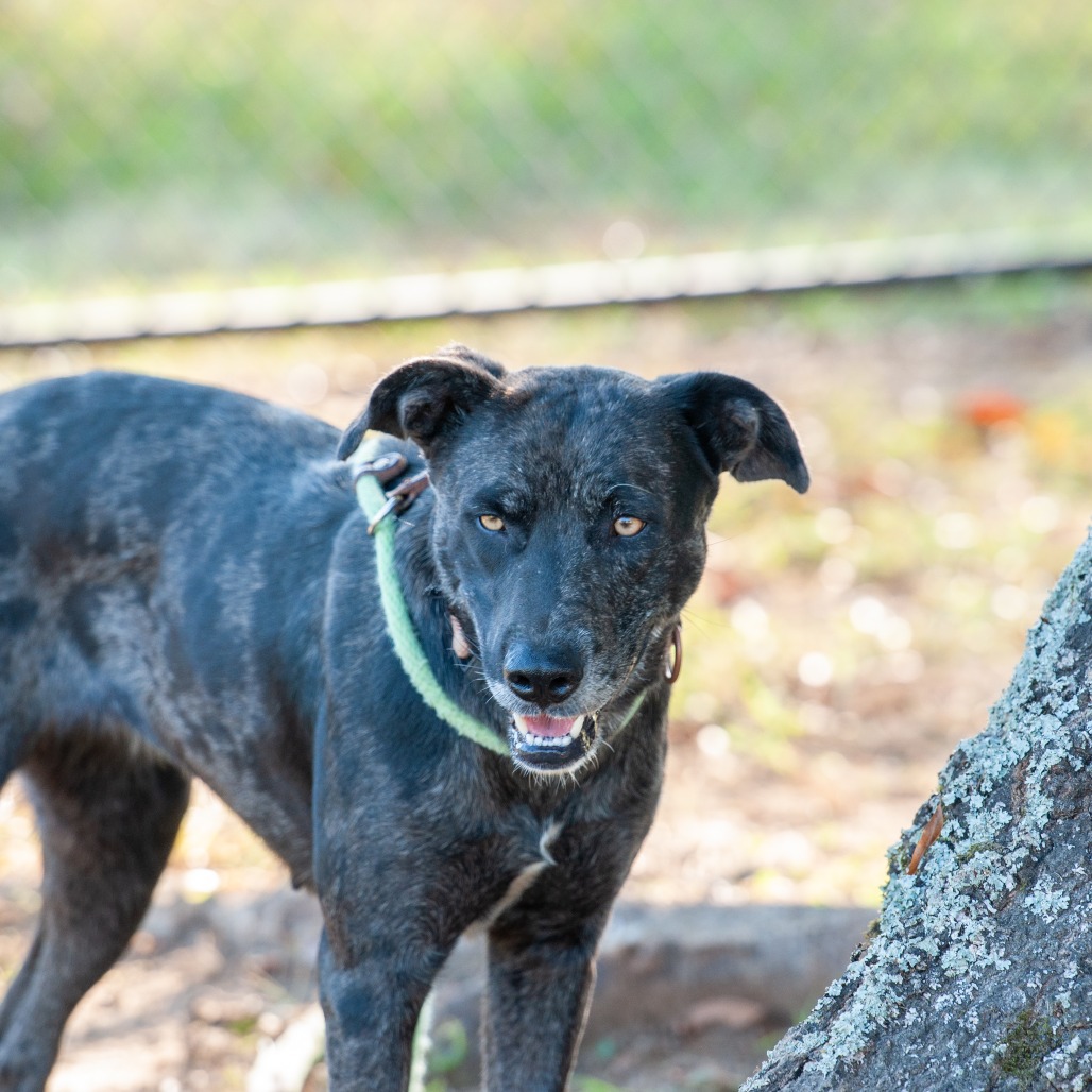 Moxie, photo 5