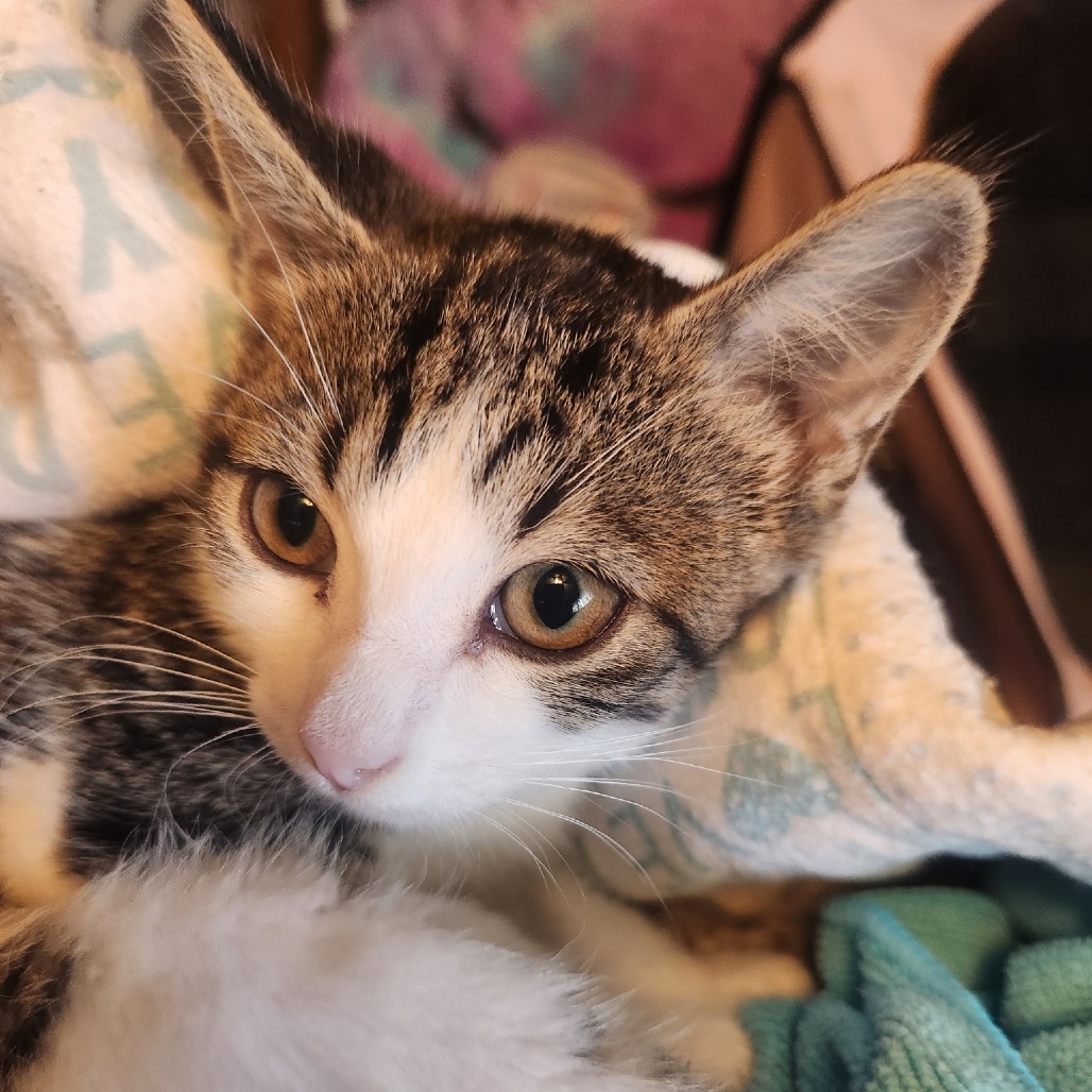 Zena