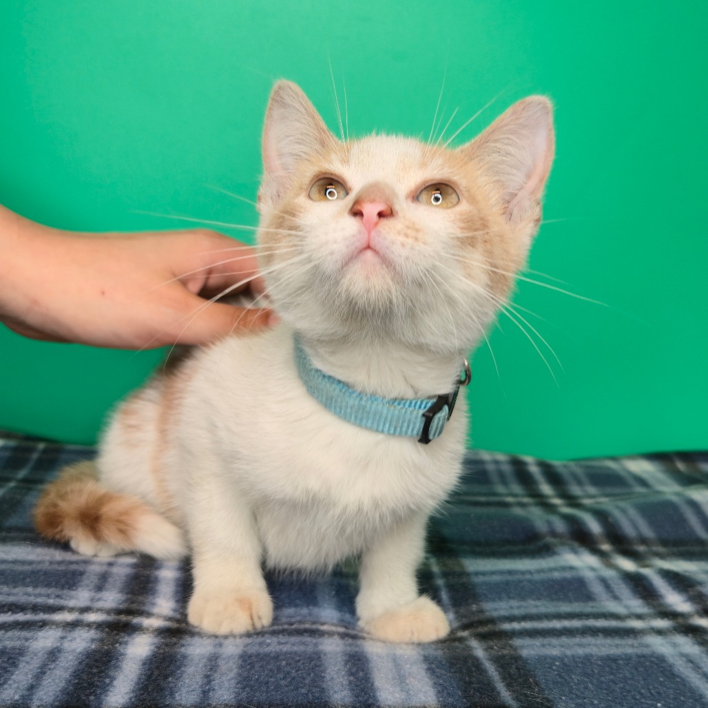 IKE - Domestic Shorthair available for adoption