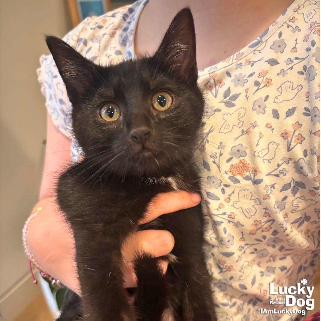 SWATCH - Domestic Shorthair available for adoption