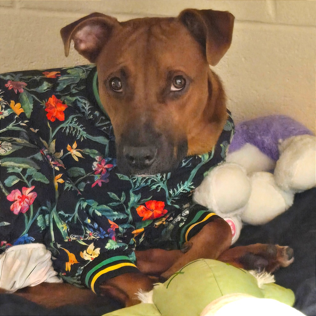 Sonny — thumbnail 8