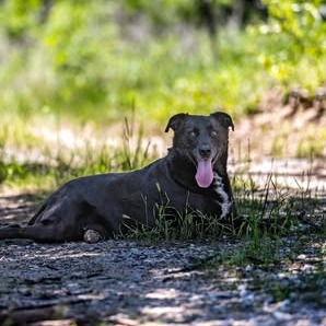 Photo of Roscoe