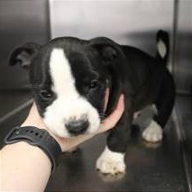 Photo of Little Man (Bronx)