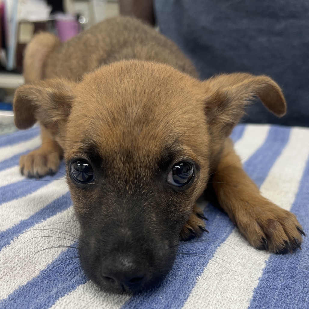SILVER - Mixed Breed (Medium) available for adoption