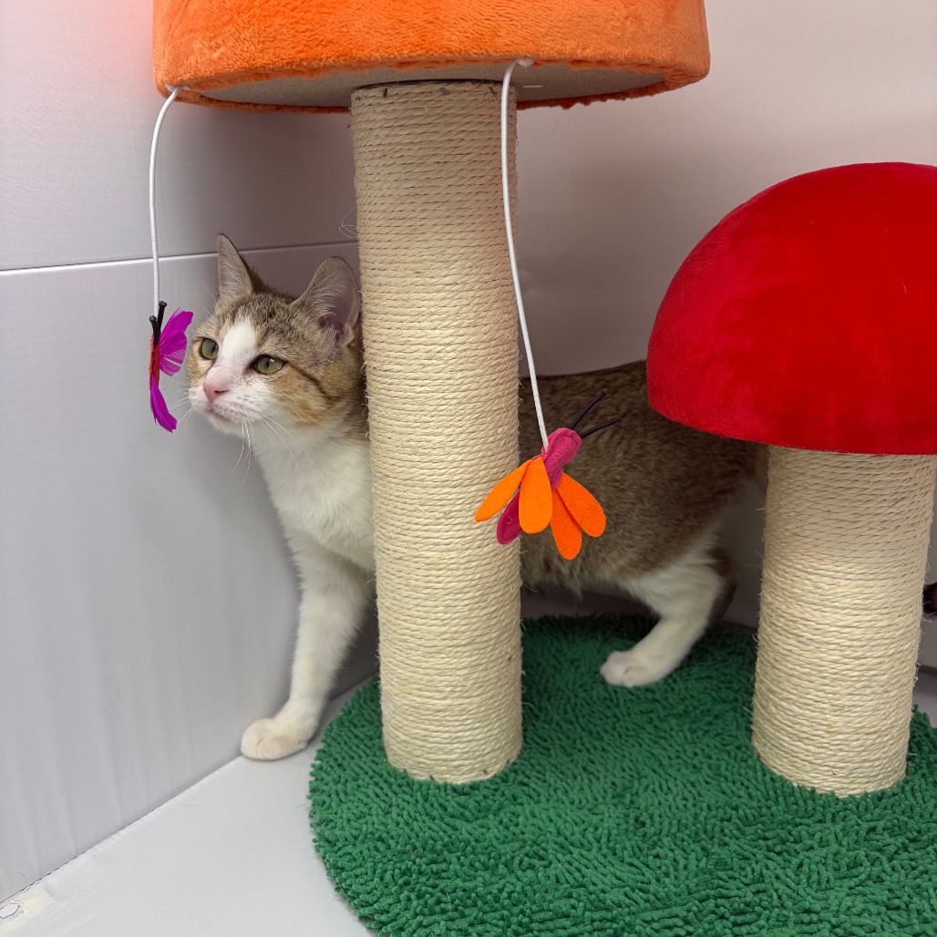 Elsa — thumbnail 4