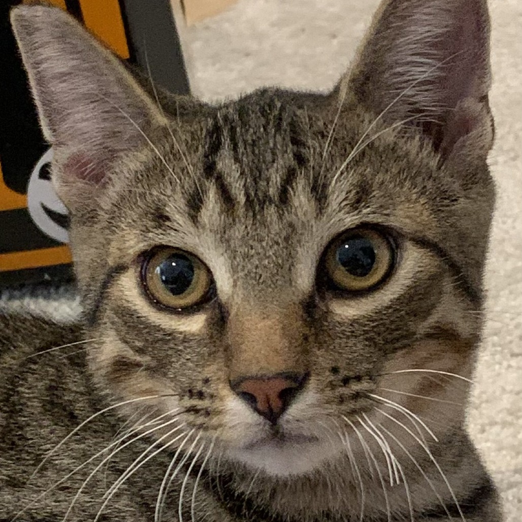 Mocha
