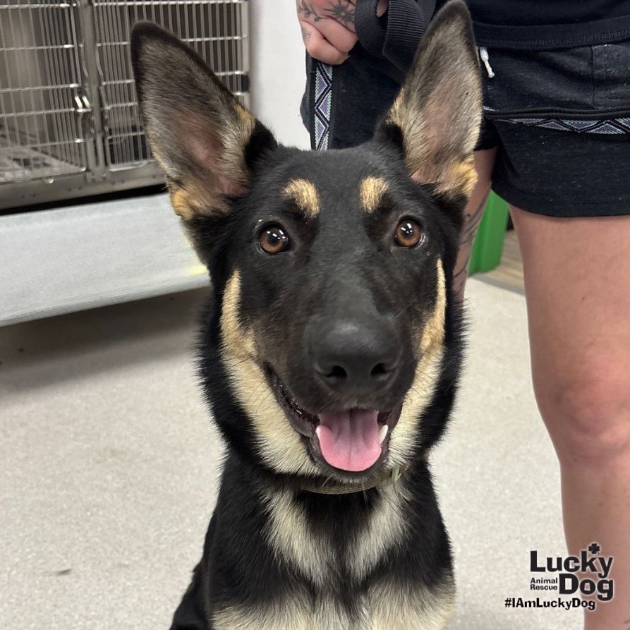 EAZY - Shepherd, German / Mix available for adoption
