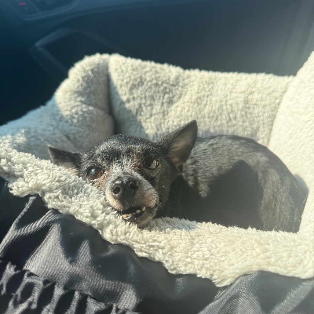 Daisy, photo 11