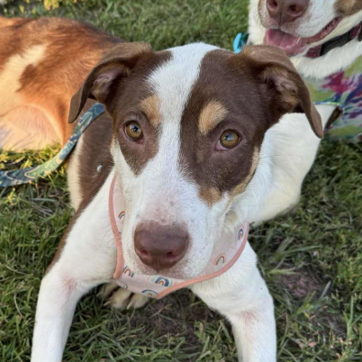 Maple, adopted