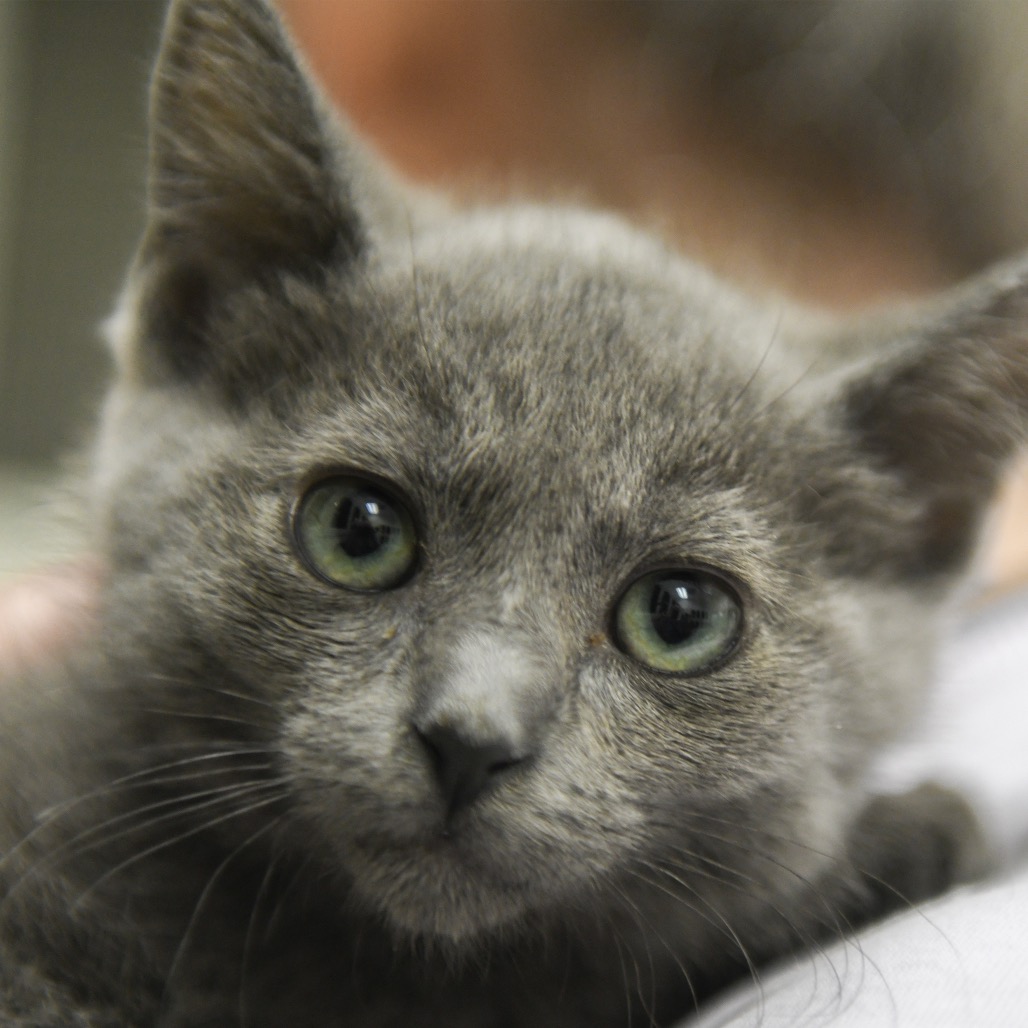 Maggie - Domestic Shorthair