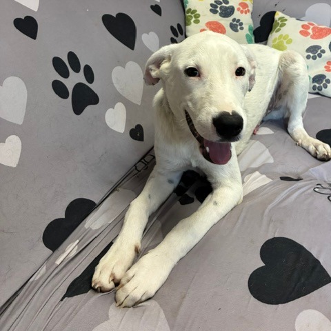 Max, a Dalmatian / Husky