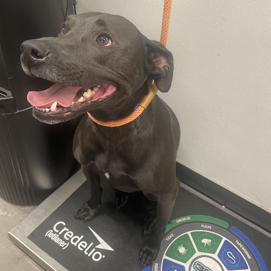 King — thumbnail 3