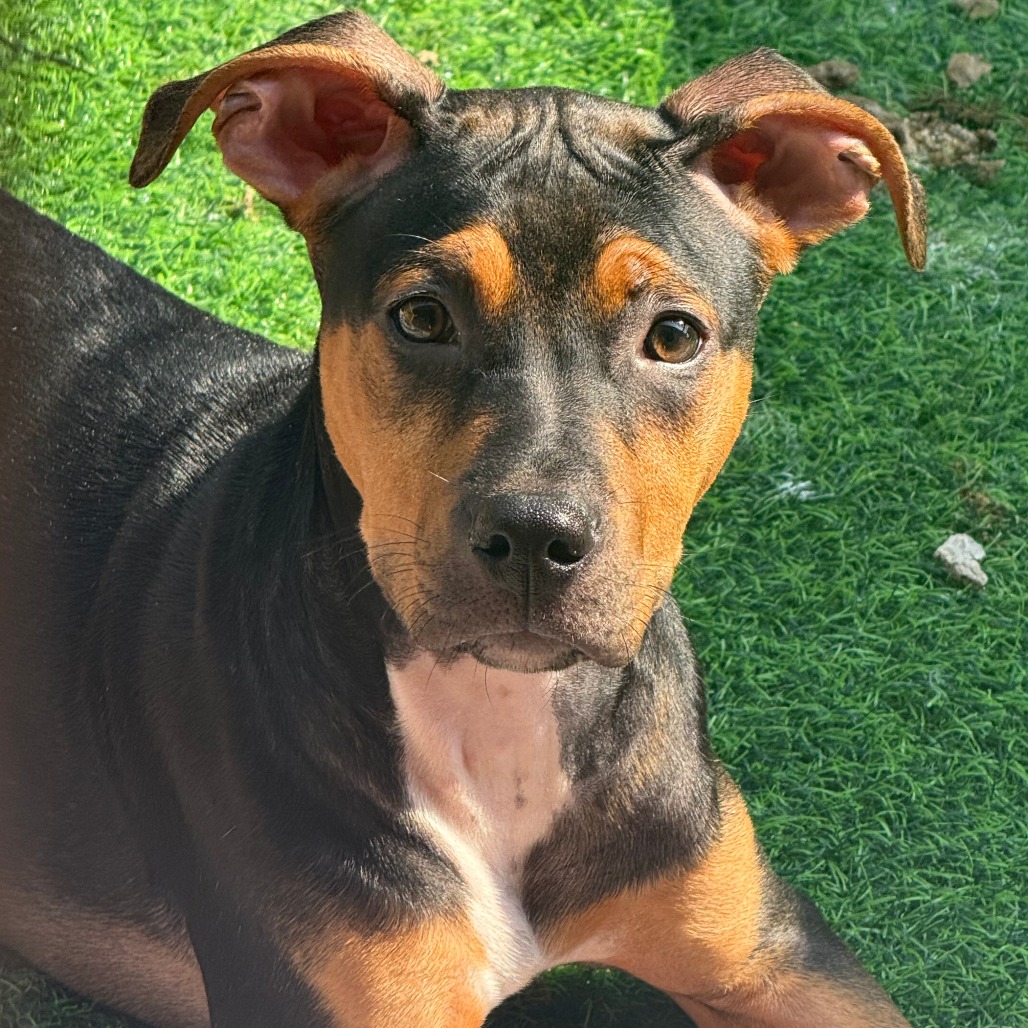 Pit Bull