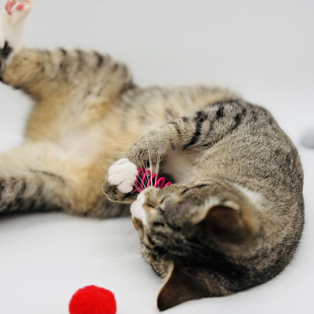 Chi Chi (adoptable with Digit) ** Cerebellar Hypoplasia**, photo 7