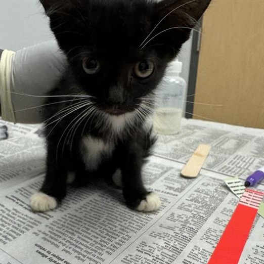CIDER - Domestic Shorthair available for adoption