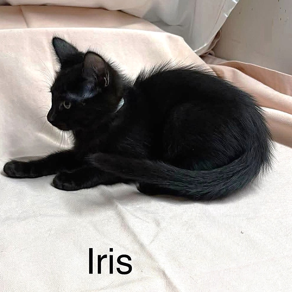 Iris, photo 4