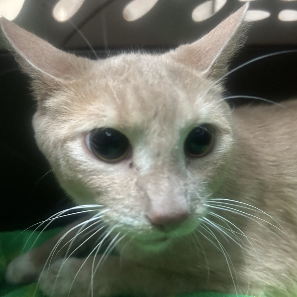 Photo of Olive