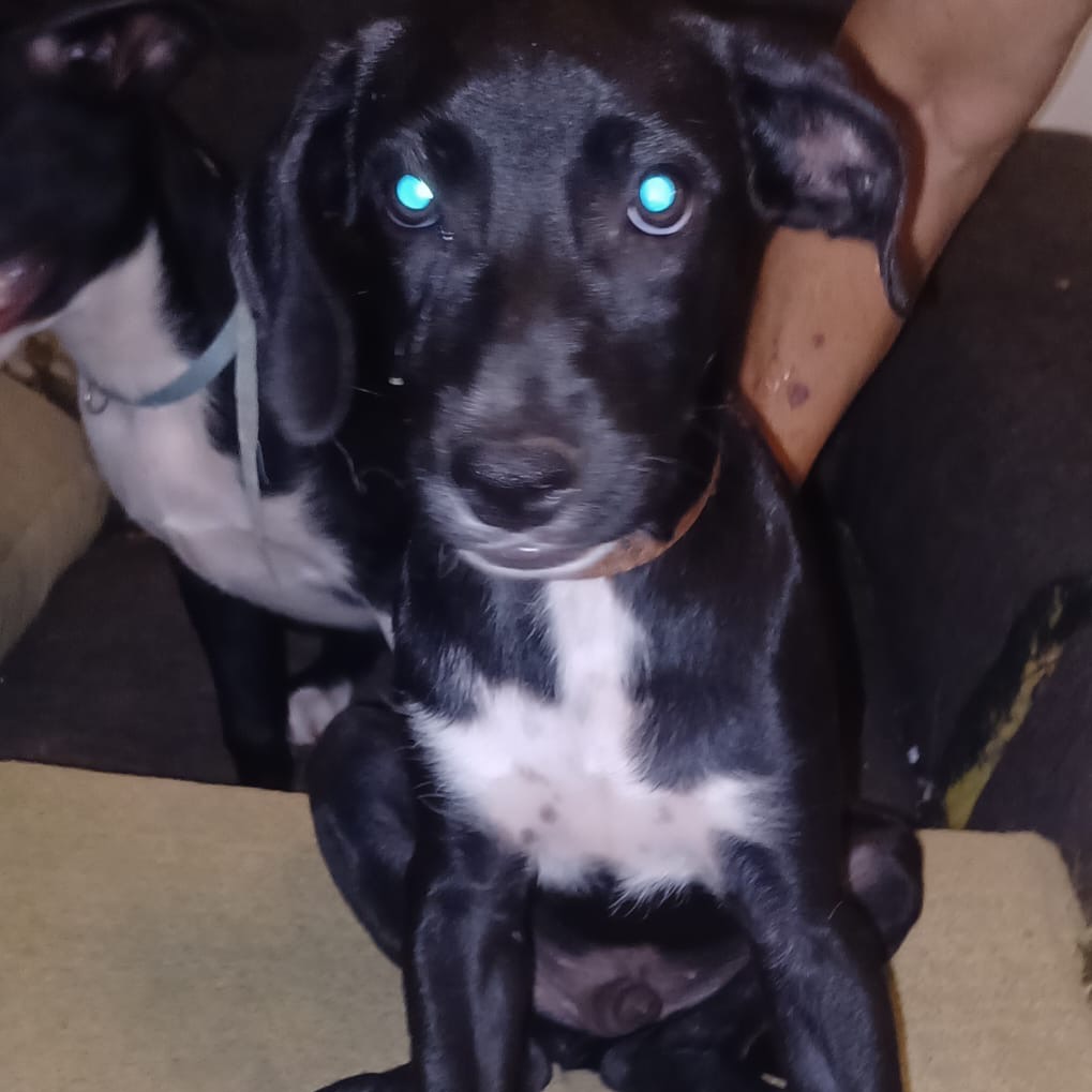PABLO - Terrier / Mix available for adoption