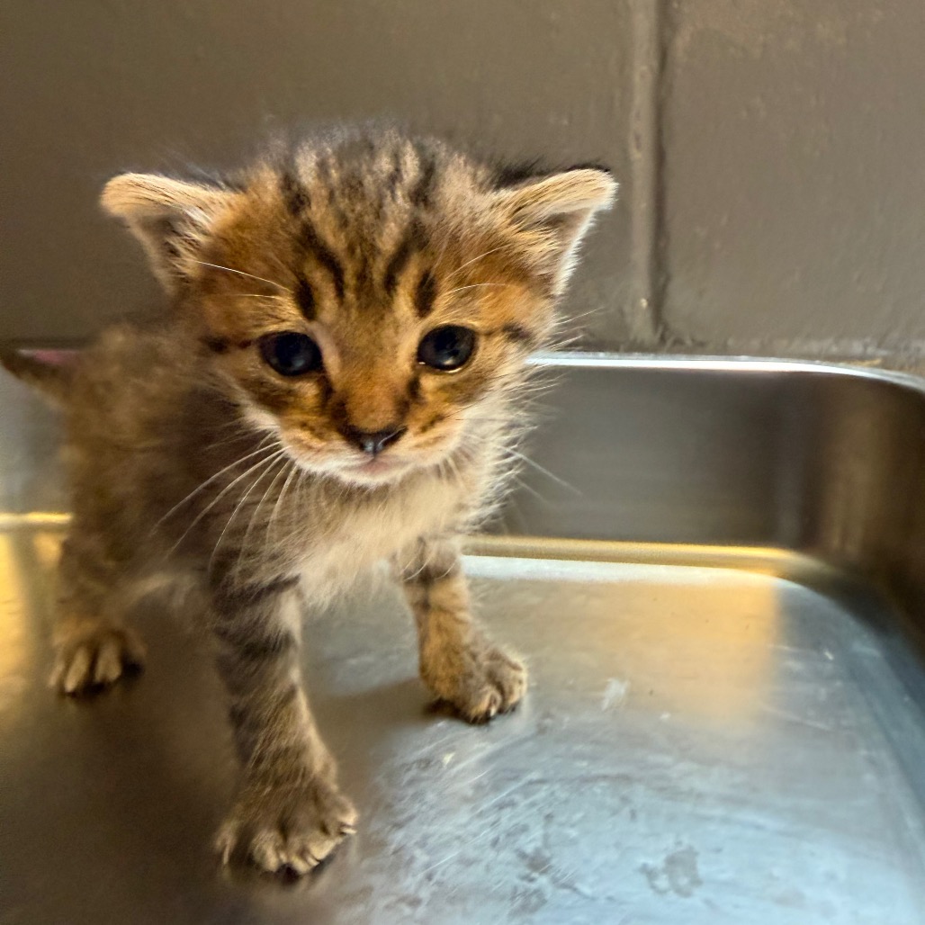 Tusc Stray 84415 2 3
