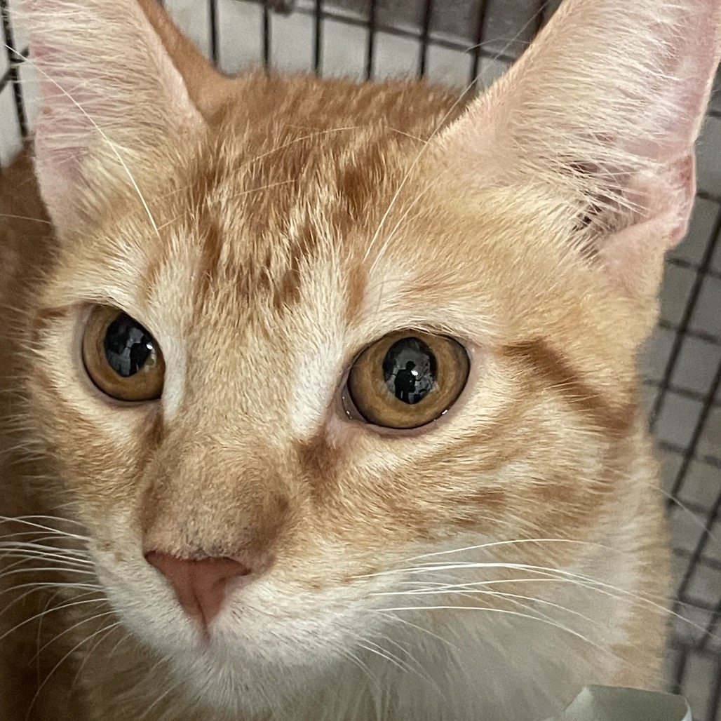 BINX - Domestic Shorthair available for adoption